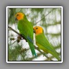 Carabbean Parakeet